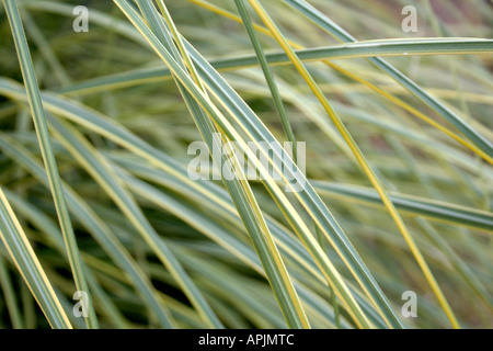 Cortaderia Selloana Aureolineata Goldring Stockfoto