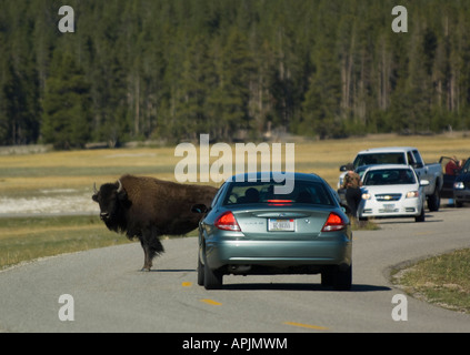 Bison auf Straße, Yellowstone-Nationalpark, Wyoming Stockfoto