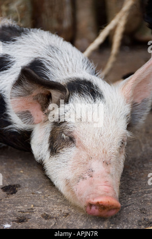 Verschlafene Schwein Stockfoto