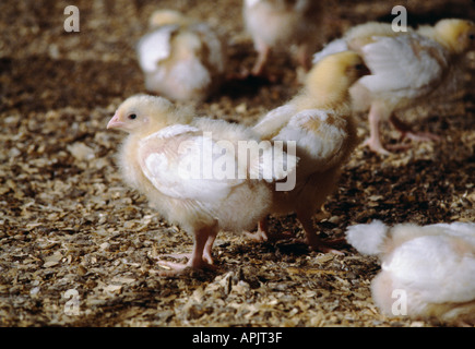 JUNGE KÜKEN HÜHNER EIN PAAR TAGE ALT IN KOMMERZIELLEN HÜHNERSTALL UK Stockfoto