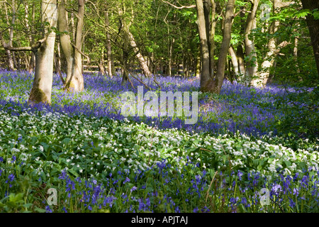 Glockenblumen in Long Acre Wald Gateshead Tyne and Wear, England Stockfoto