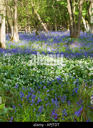 Glockenblumen in Long Acre Wald Gateshead Tyne and Wear, England Stockfoto