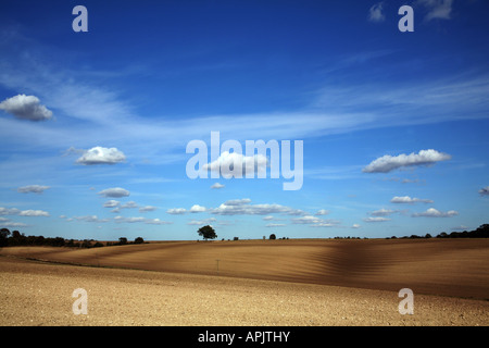 Eine frisch gerollte und gepflügten Weizenfeld in der Nähe von Claire in Suffolk Stockfoto