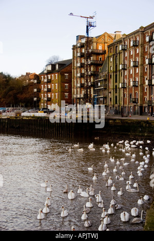 Mistley Quay und Schwäne, Fluss Stour, Essex, England Stockfoto