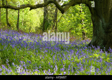 Glockenblumen in Long Acre Wald Gateshead Tyne and Wear, England Stockfoto