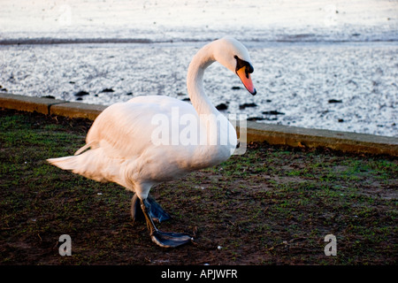 Swan River Stour Mistley, Essex, England Stockfoto