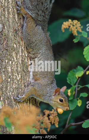 Graue Eichhörnchen Baum mit Erdnuss in Mund herab. Stockfoto