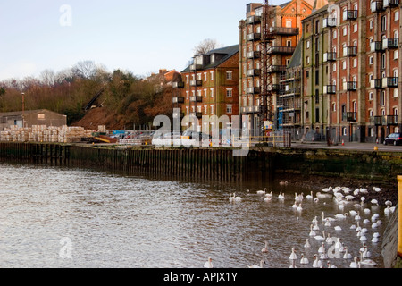 Mistley Quay und Schwäne, Fluss Stour, Essex, England Stockfoto