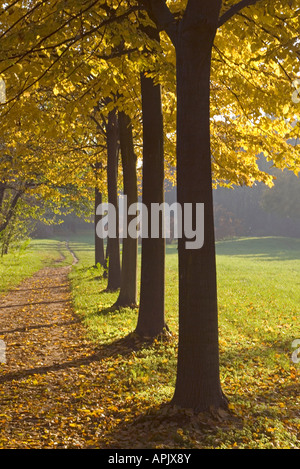 Reihe von Bäumen auf dem Weg in die Herbstsaison Stockfoto