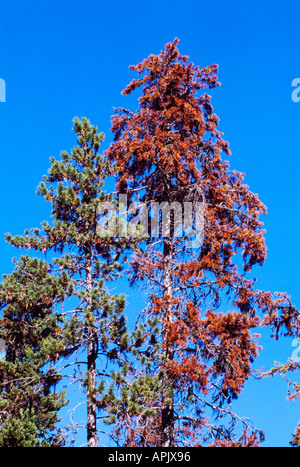 Sterben Lodgepole Kiefern (Pinus Contorta) Befall durch Mountain Pine Beetle, Insekten-Befall, BC, British Columbia, Kanada Stockfoto