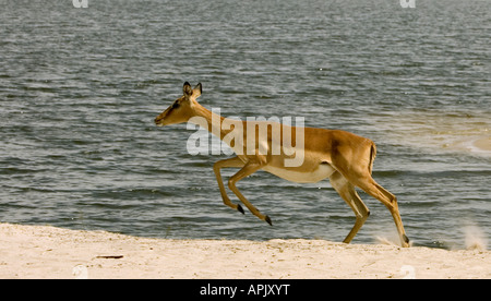 Weibliche Impala Aepyceros Melampus springt während der Ausführung durch Sand am Ufer des Chobe Flusses in den Chobe National Park in Bots Stockfoto