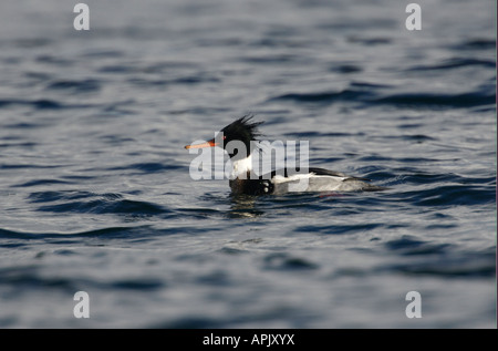 Red Breasted Merganser (Mergus Serrator) Gabriola British Columbia Kanada Stockfoto