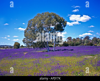 Frühlingslandschaft in Westaustralien an Clackline zeigt invasive Wiesenblumen und native Eukalyptus oder Kaugummi Baum Stockfoto