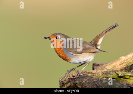 Robin Erithacus Rubecula gehockt Log mit Schweif bis aussehende alert Potton Bedfordshire Stockfoto