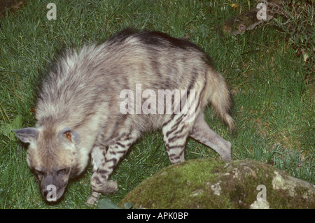 Hyene Rayée gestreifte Hyäne Crocuta zerbeissen Aasfresser Afrika Afrika Tiere Asien Asien Carnivora Raubtiere Hyaenen Hyanidae Hyäne Stockfoto