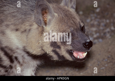 Hyene Rayée gestreifte Hyäne Crocuta zerbeissen Aasfresser Afrika Afrika Tiere Asien Asien Carnivora Raubtiere Hyaenen Hyanidae Hyäne Stockfoto