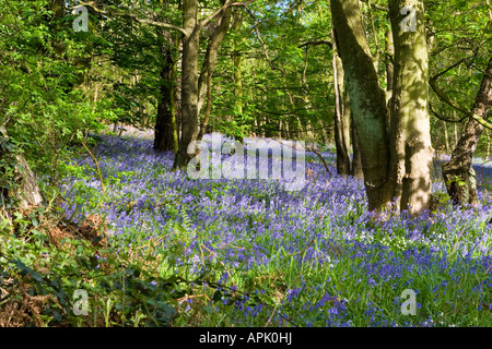 Glockenblumen in Long Acre Wald Gateshead Tyne and Wear, England Stockfoto