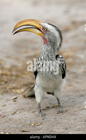 Eine südliche gelbe abgerechnet Hornbill Tockus Leucomelas am Nxai Pan Bestandteil der Makgadikgadi und Nxai Pans National Par schaut sich um Stockfoto