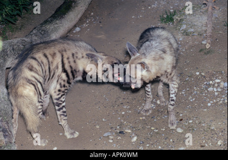 Hyene Rayée gestreifte Hyäne Crocuta zerbeissen Aasfresser Afrika Afrika Tiere Asien Asien Carnivora Raubtiere Hyaenen Hyanidae Hyäne Stockfoto