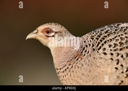 Femail Fasan, Phasianus Colchicus hautnah Potton Bedfordshire Stockfoto