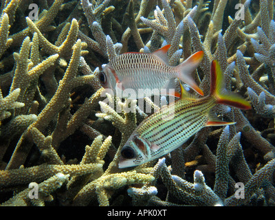 Gitter Soldierfish Myripristis Violacea Ober- und Spotfin Squirrelfish Neoniphon Sammara Agincourt Reef Great Barrier Reef Stockfoto