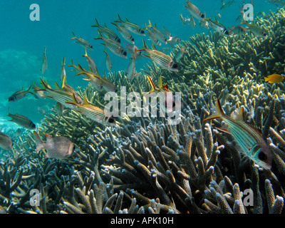 Schule von Spotfin Squirrelfish Neoniphon Sammara und Hirschhorn Coral Agincourt Reef Great Barrier Reef Nord-Queensland-Australien Stockfoto