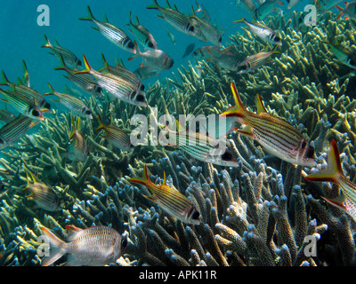 Schule von Spotfin Squirrelfish Neoniphon Sammara und Hirschhorn Coral Agincourt Reef Great Barrier Reef Nord-Queensland-Australien Stockfoto