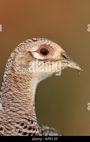 Femail Fasan, Phasianus Colchicus hautnah Potton Bedfordshire Stockfoto