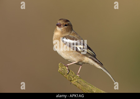 Weibliche Buchfink Fringilla Coelebs thront auf Zweig suchen Warnung Potton Bedfordshire Stockfoto