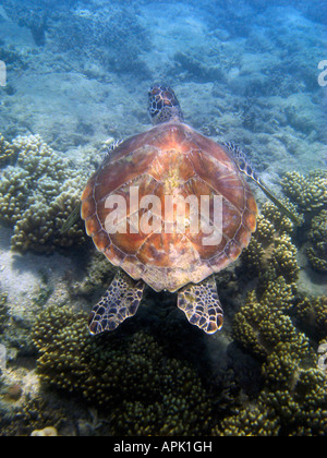 Grüne Schildkröte niedrige Inseln Great Barrier Reef-Nord-Queensland-Australien Stockfoto