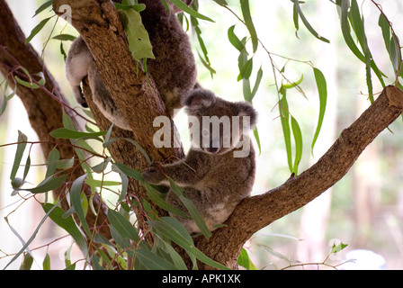 Baby Koala mit Koala Mama Stockfoto