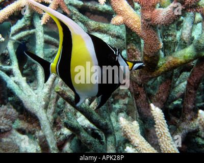 Maurische Idol Zanclus Cornutus Agincourt Reef Great Barrier Reef Nord-Queensland-Australien Stockfoto