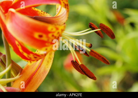 Lilium Lancifolium Var Splendens oder Tiger-Lilie Stockfoto