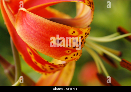 Lilium Lancifolium Var Splendens oder Tiger-Lilie Stockfoto