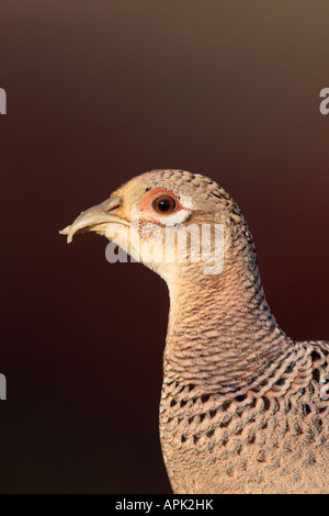 Femail Fasan Phasianus Colchicus hautnah Potton Bedfordshire Stockfoto