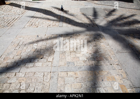 Grafische Darstellung der Schatten einer hohen Palme auf einer Kopfsteinpflaster Cadiz Spanien Stockfoto