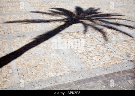 Grafik der langen Schatten einer großen Palme über ein Kopfsteinpflaster Stockfoto
