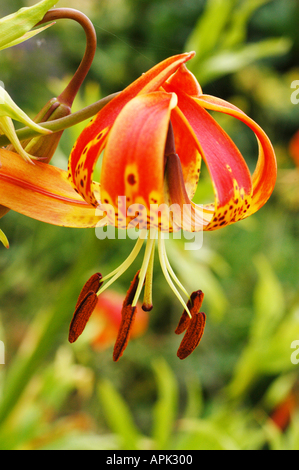 Lilium Lancifolium Var Splendens oder Tiger-Lilie Stockfoto