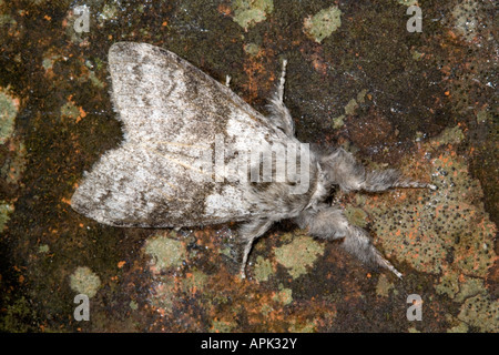 blasse Tussock Moth Calliteara Pudibunda cornwall Stockfoto