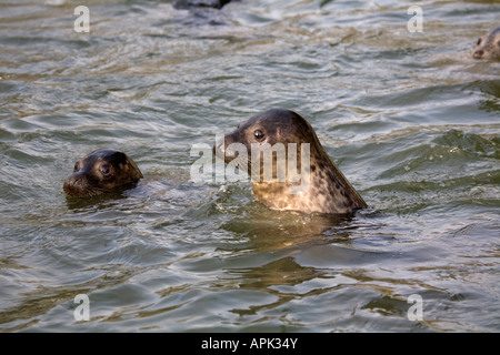 graue Dichtungen Halichoerus Grypus schwimmen Stockfoto