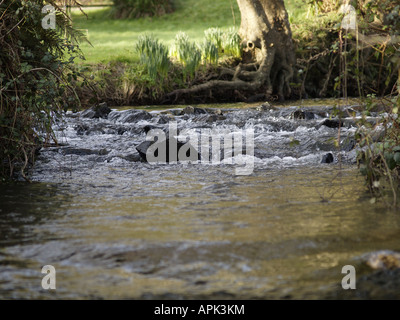 Nahaufnahme von einem schnell fließenden Strom auf einen Wald neben einer kleinen Lichtung. Stockfoto