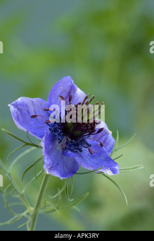 Liebe im Nebel Nigella damascena Stockfoto