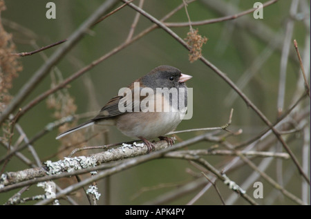 Dark eyed Junco (Junco Hyemalis) in einem Baum gehockt Nanaimo British Columbia Kanada Stockfoto