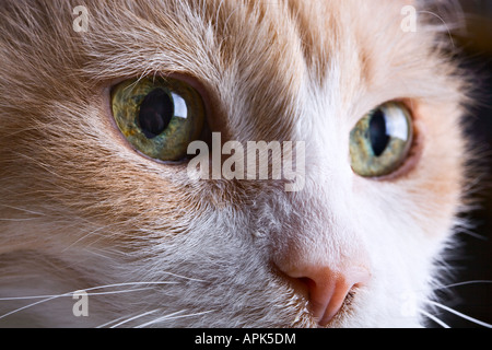 Türkisch Van - Katze Stockfoto