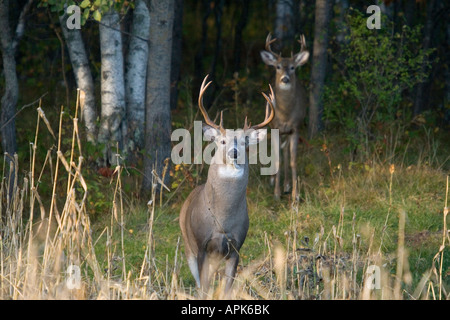 White-tailed Böcke (Odocoileus Virginianus) im Herbst Stockfoto