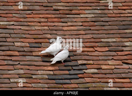 Zwei weiße Tauben auf den roten Pflock gefliest Dach des St. Peters Kirche Molash Kent UK 10. August 2006 Stockfoto