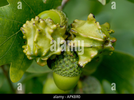 Knopper Gallen an der Frucht Eichel des Pedunculate oder gemeinsame Eiche Quercus robur Stockfoto