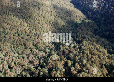 WALDTAL IN DEN BLUE MOUNTAINS IN NEW SOUTH WALES AUSTRALIEN Stockfoto