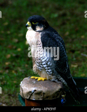 Lanner Falcon - Falco biarmicus Stockfoto