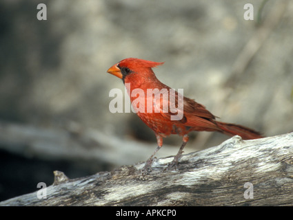 Sonora-Wüste - South West Arizona - USA nördlichen Kardinal Cardinalis cardinalis Stockfoto